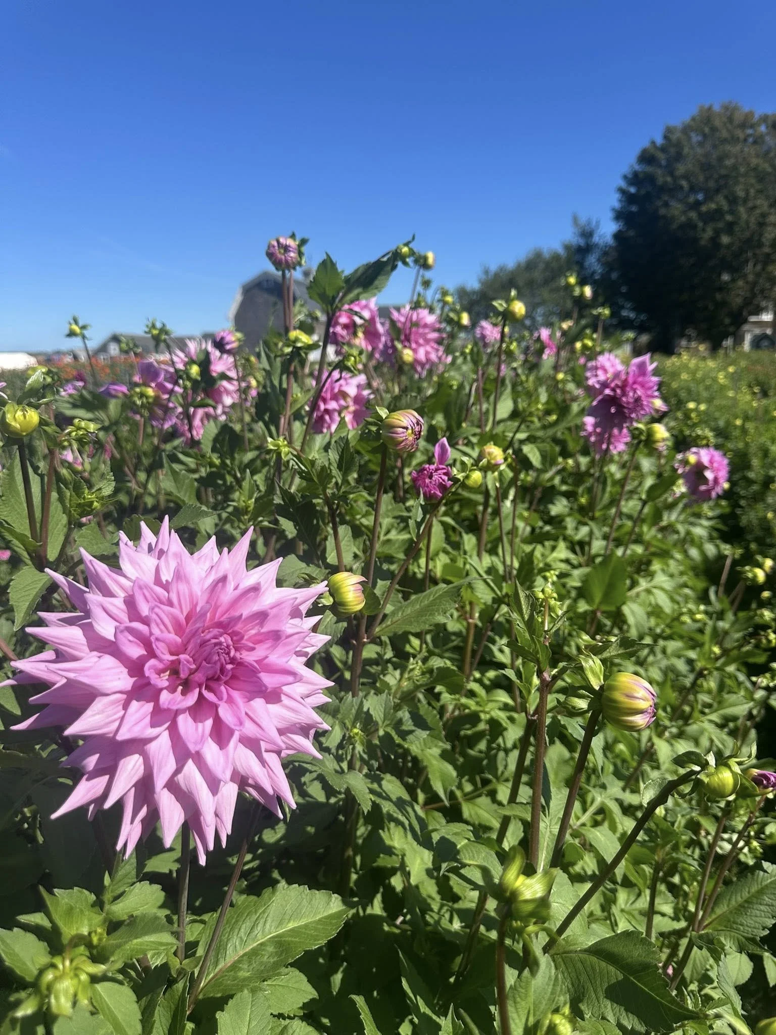 Dahlia Lavender Dinner plate (LDP) AKA Jackie's Wedding 3 Tubers